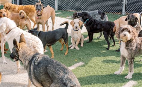 doggy daycare carmel|Club Canine